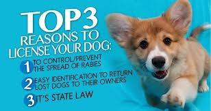 Top 3 Reasons To License Your Dog. 